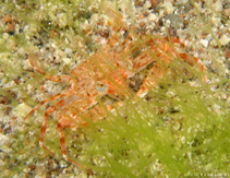 Photo: O. Ledereman; Click for larger picture